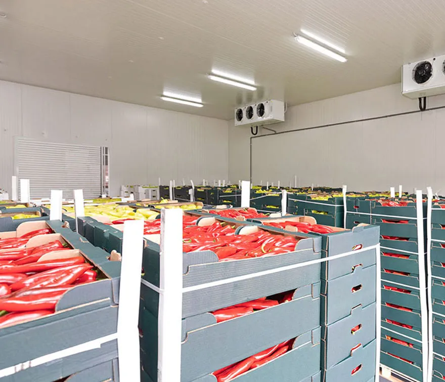 Crates of fresh produce in a cold store